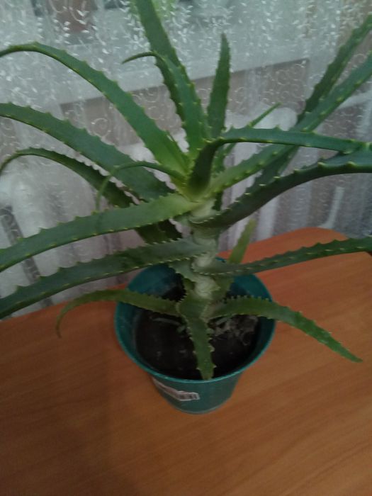Продам алоє віком три роки