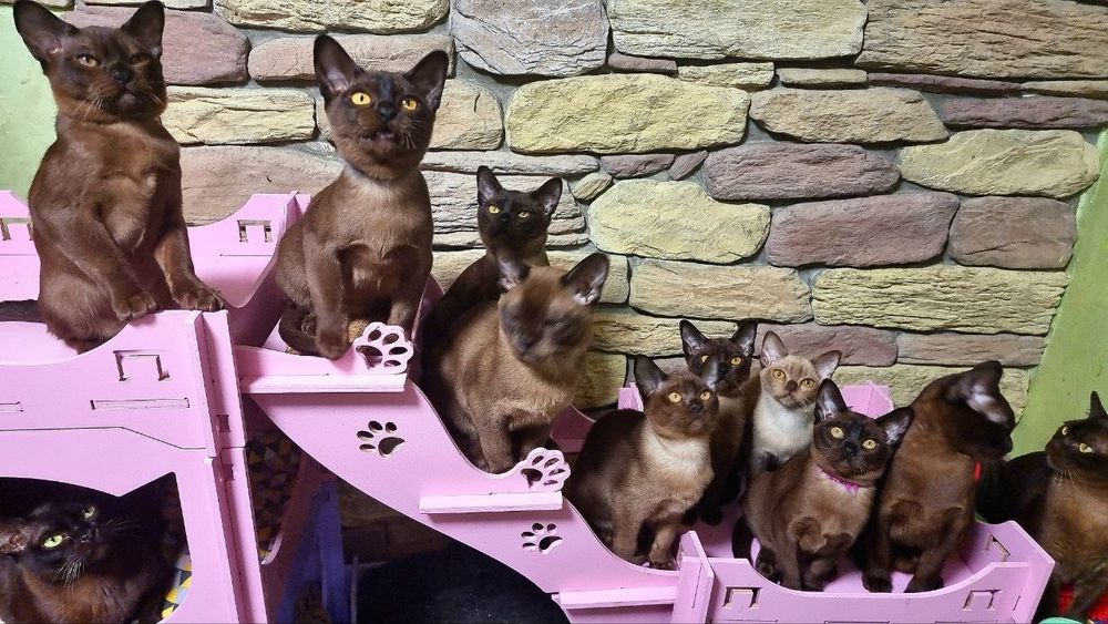 чистокровные котята с  документами породы Европейская Бурма
