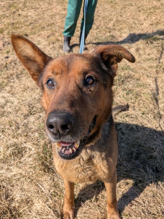 pies do adopcji za darmo
