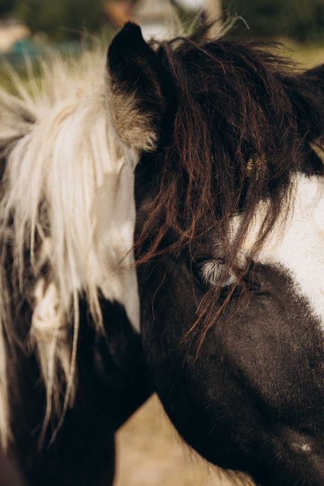 Продам поні, жереб молодий