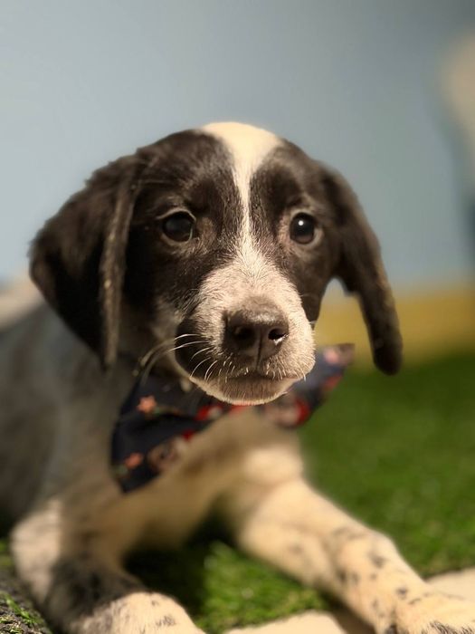 Щеночки мальчик девочка