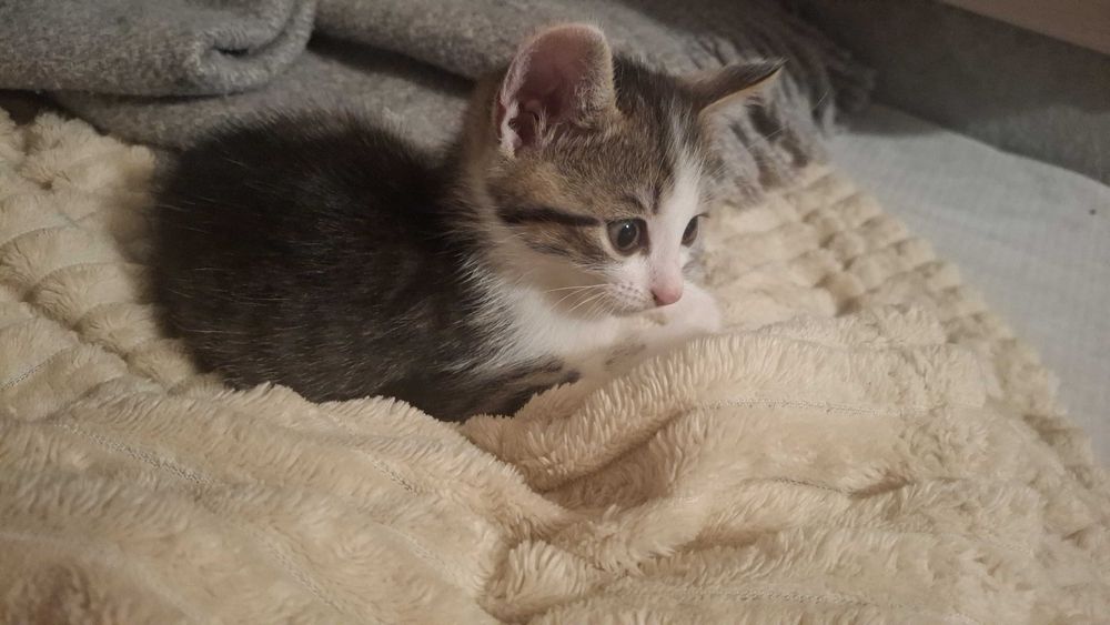 Кошенята!!!Безкоштовно!