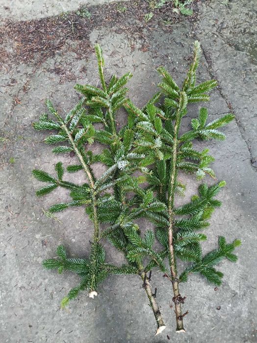 Gałązki na stroik, ścięte 20.12.2025