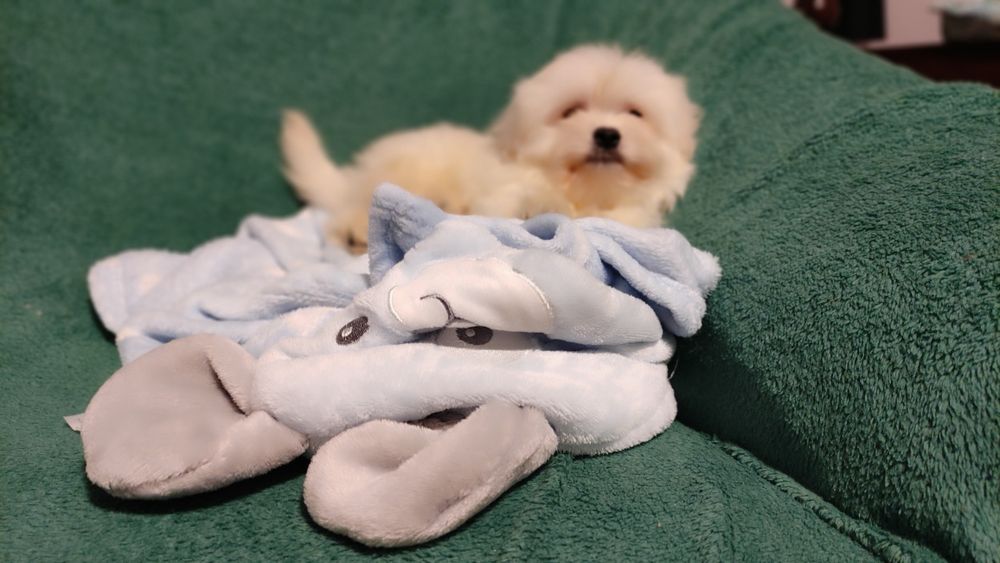 Maltipoo chłopiec Warszawa maltańczyk pudel