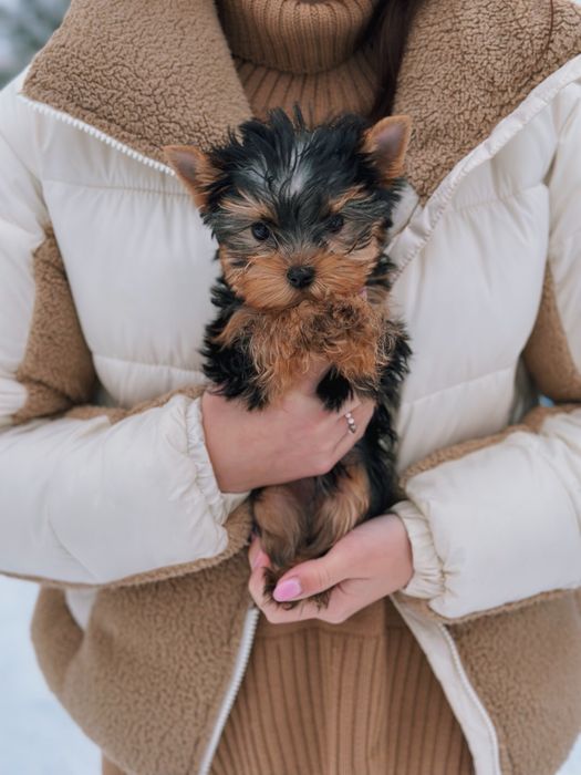 Міні йорк дівчинка