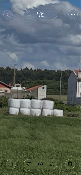 Rolos de fenosilagem de azevem.
