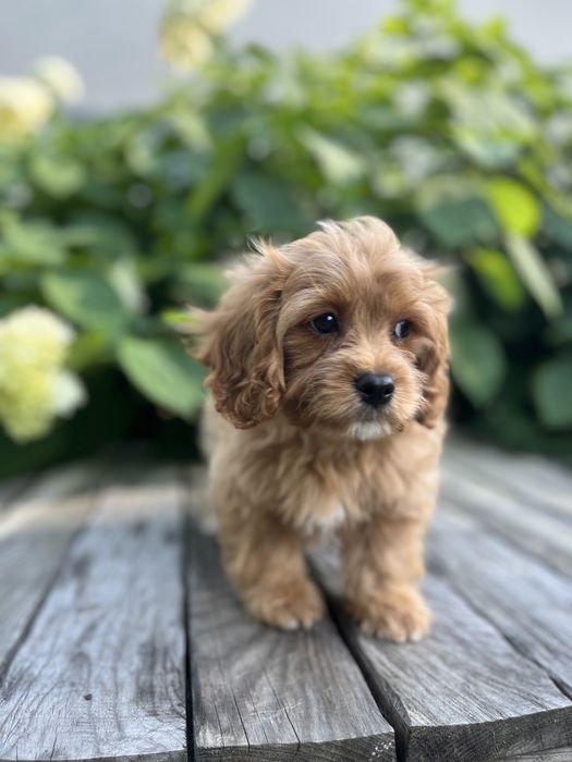 Кавапу (Cavapoo) хлопчик