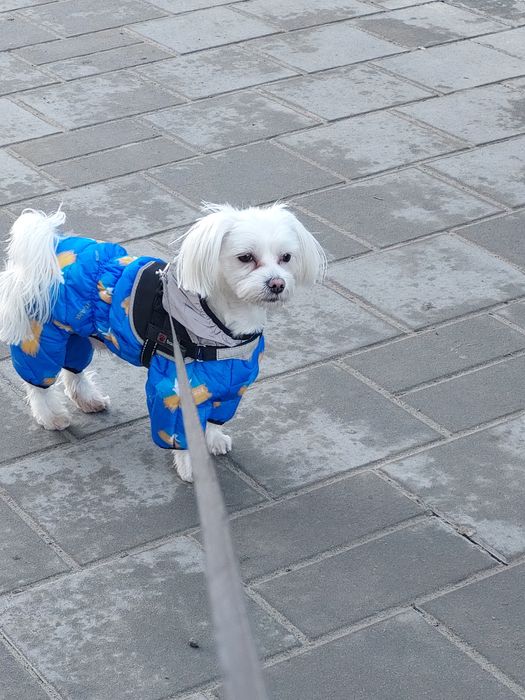 Віддам песика в добрі руки ( в зв'язку з частими переїздами)