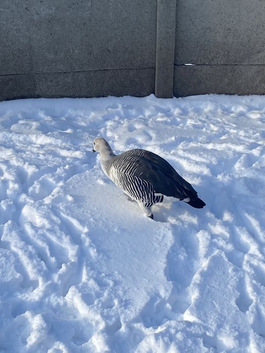 Gesi ozdobne magellana zmienna dorosly samiec