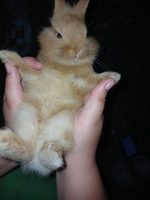 домашні улюбленці