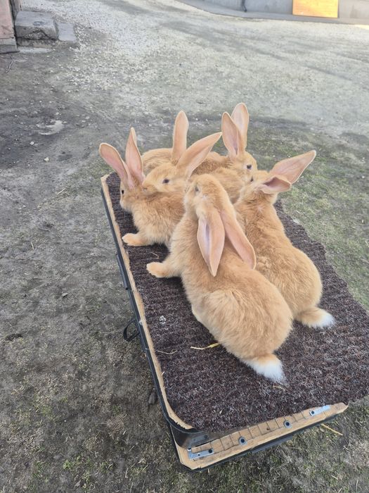 Olbrzym Belgijski żółty