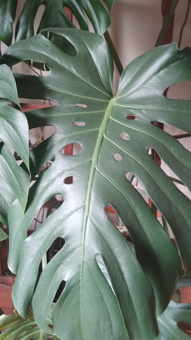 Monstera dziurawa