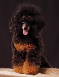 Цуценята той-пуделя в рідкісному окрасі фантом — бронювання відкрито!