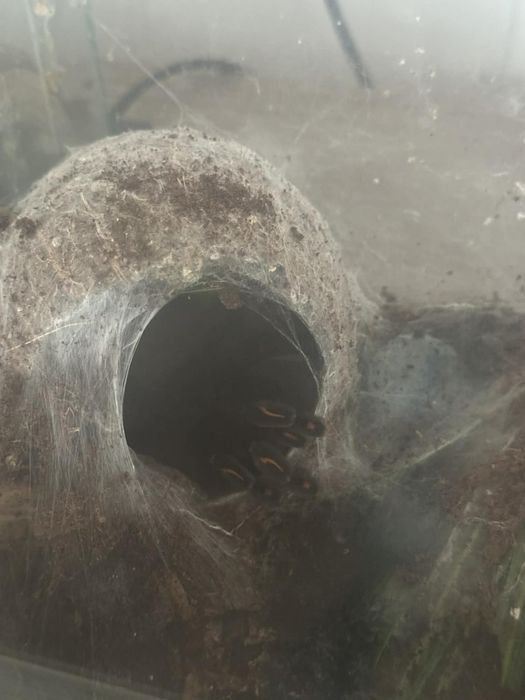 Samica Psalmopoeus  Irmina