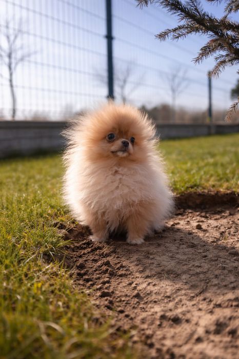 Mini pomeranian 5 miesiacy  900gram
