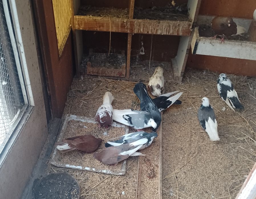 Gołębie bociany, blankopy, rabe, czerwone