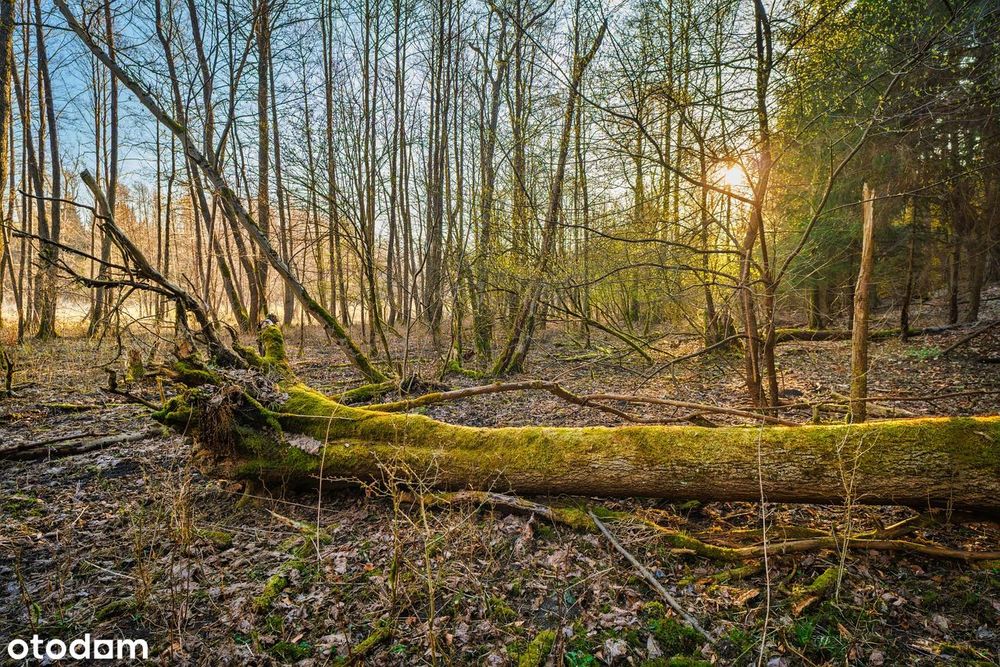 Działki w zielonej okolicy – spokój blisko Poznania