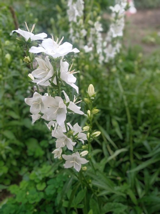 Цветок белый колокольчики