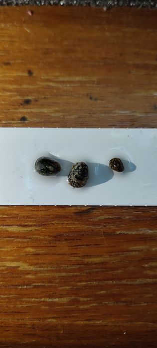 Ślimak na glony rozdepka rzeczna nie helmet RARYTAS