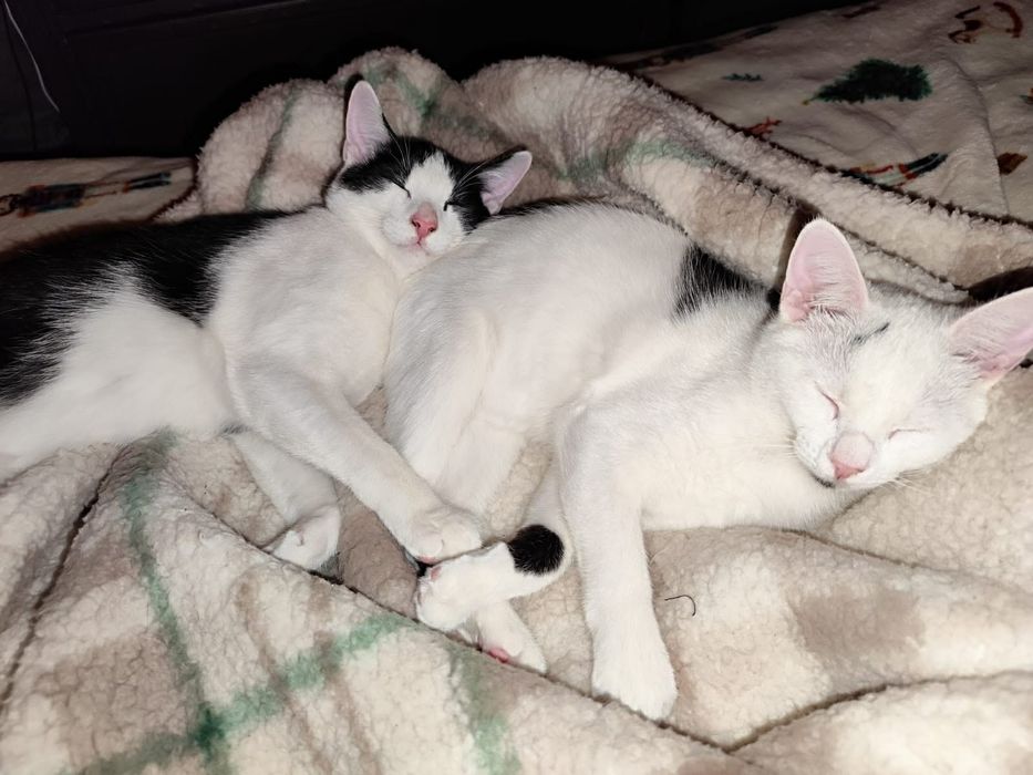 Kochane miziaki szukają wspólnego domu stalego!