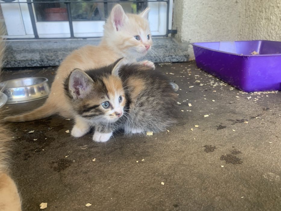 Маленькі кошенята