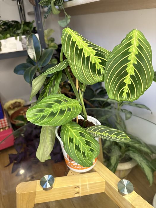 Маранта Fanscinator, Lemon Lime, Бьюті кім