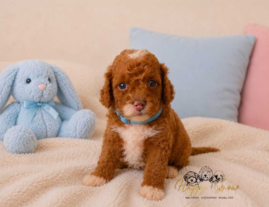 Pudel mini Cockapoo F1B słodka Suzi