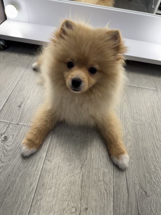 Померанський шпіц хлопчик
