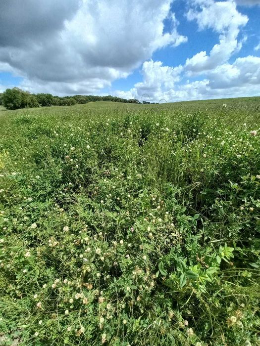 Fardos de Feno [ Azevém - Trevo Alexandrino - Trevo Persa ]