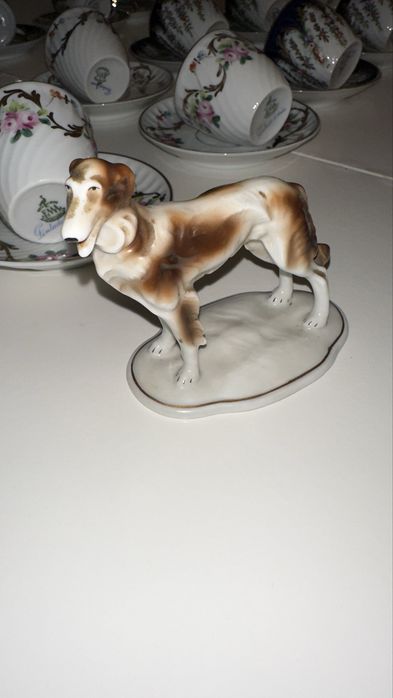 Candal cao Galgo raro