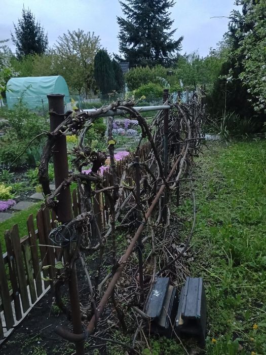 Działka 228 m² ogródek działkowy ROD Lepsze Jutro Prusa Sródmieście Wrocław - Widok 4