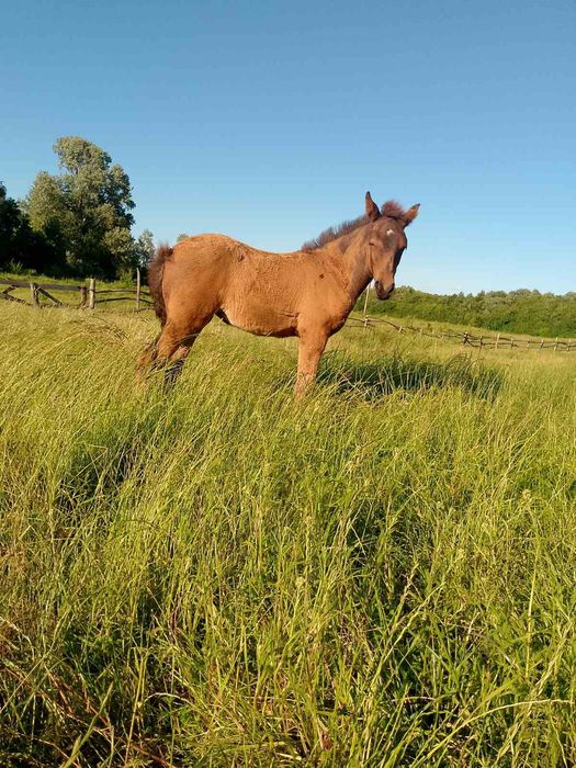 Продається кобила!