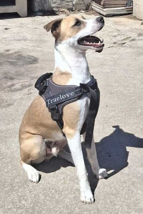 ZEUS, quer o nome, quer o cão, são bonitos; Está para adoção;