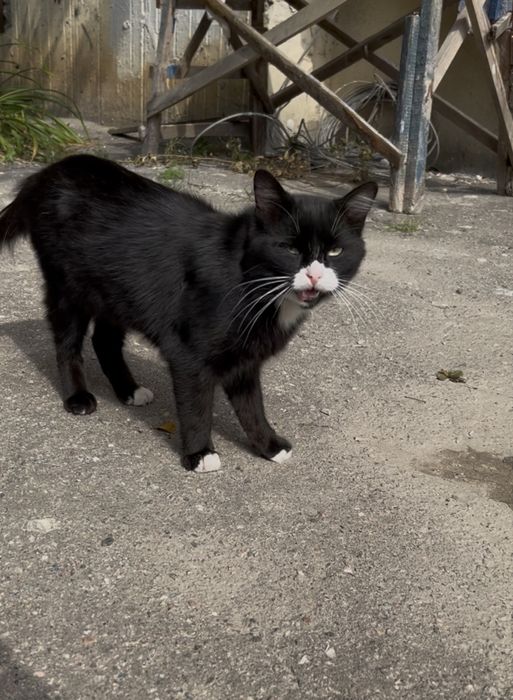 Кот котик Кіт Котята