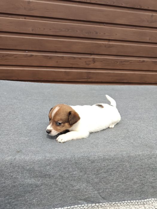 Jack Russell Terrier krótkowłosy suka