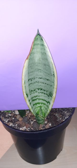 Pearl Young,  Pearl Young