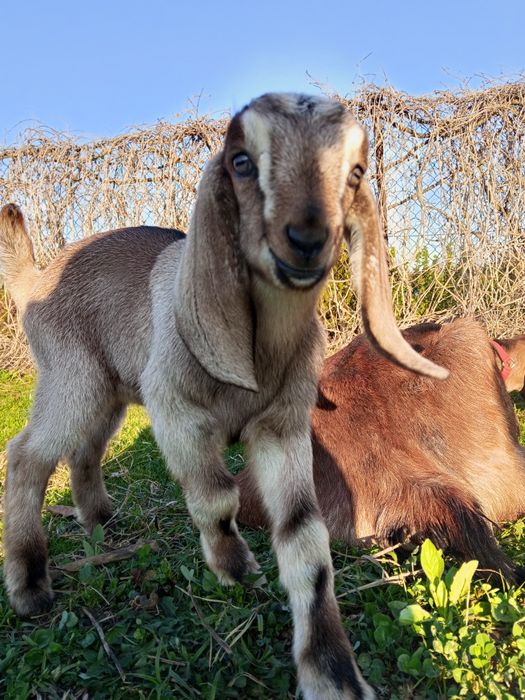 Koziołek Kozioł anglonubijski