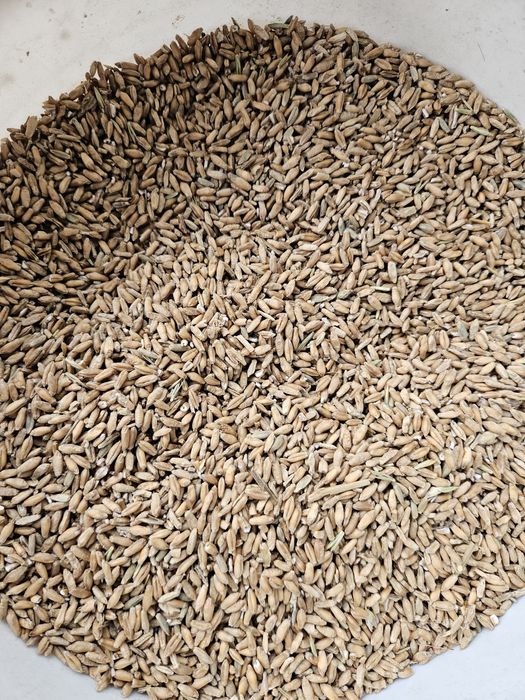 Sprzedam Pszenżyto 2025