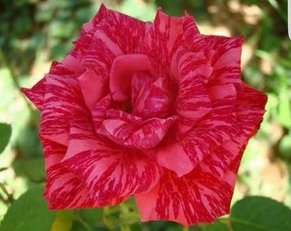 Roseira Variegata Riscada Red Tiger - PLANTA VIVA FLORES