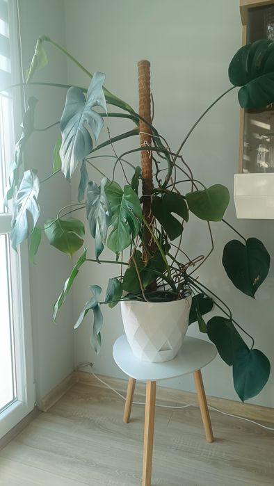Kwiatek roślina monstera