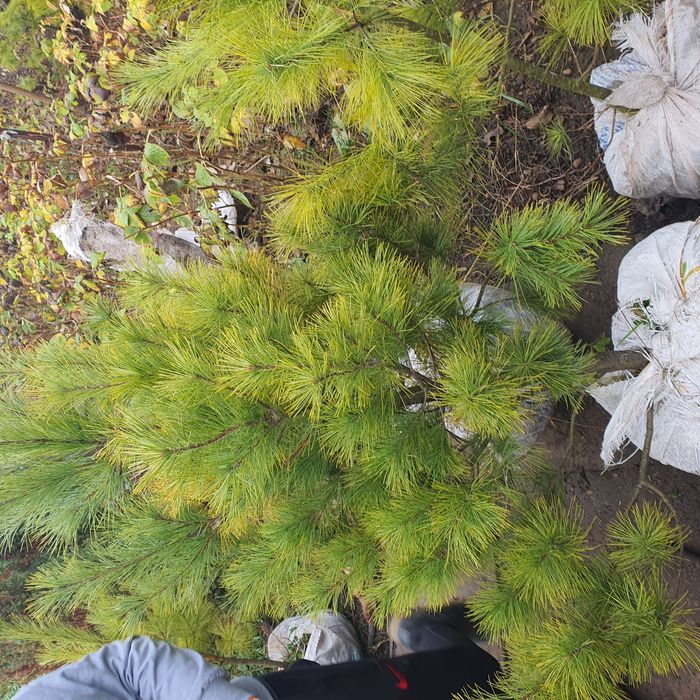 Сосна веймутовая