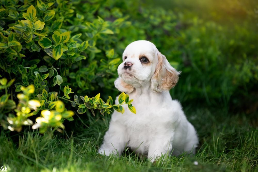 Super Cocker Spaniel