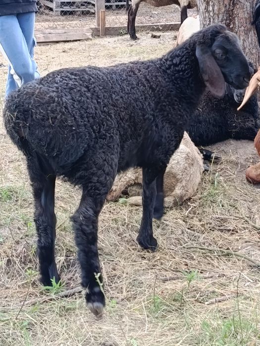 Овцы чистокровной Гисарской породы
