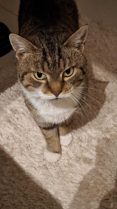 Przemiła Fifi szuka domu