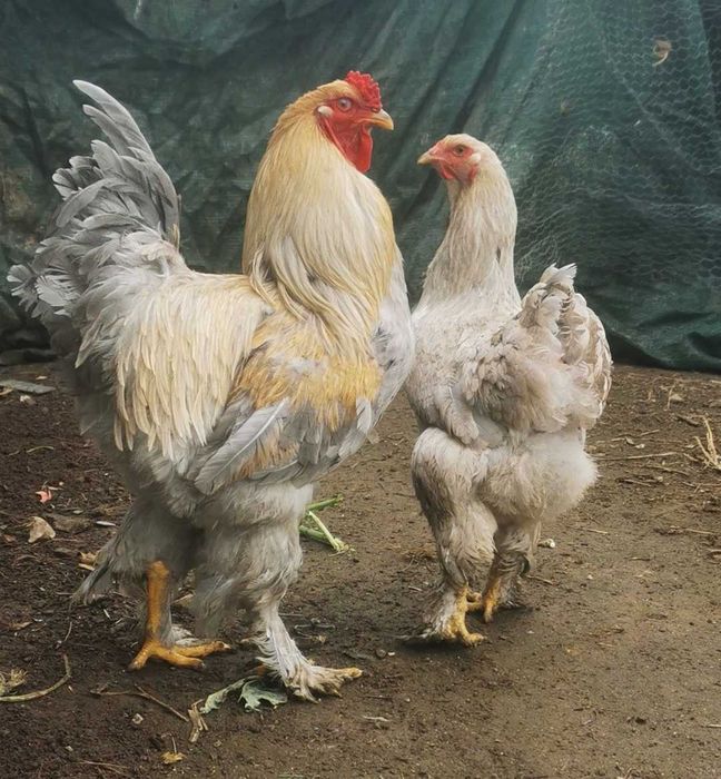 Ovos galados/ férteis de brahma e wyandotte