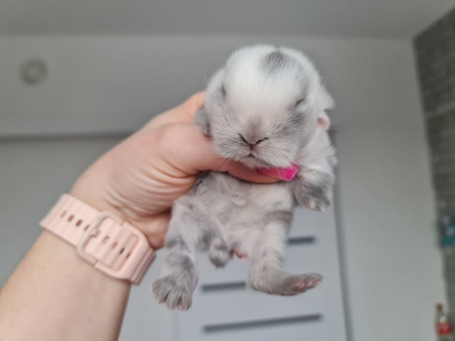 Mini lop królik króliczek miniaturka hodowla transport