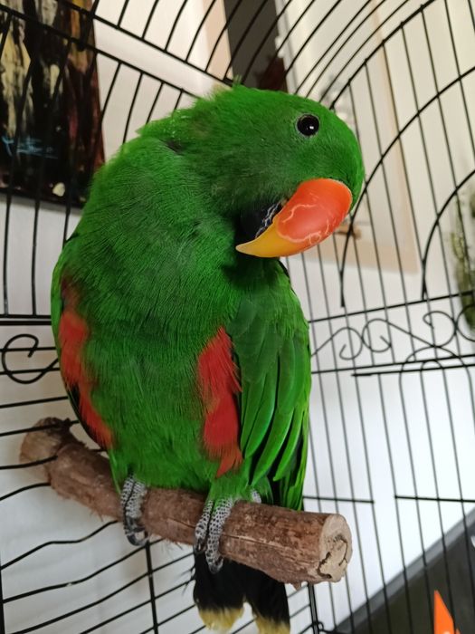 Papagaio ecletus 2025