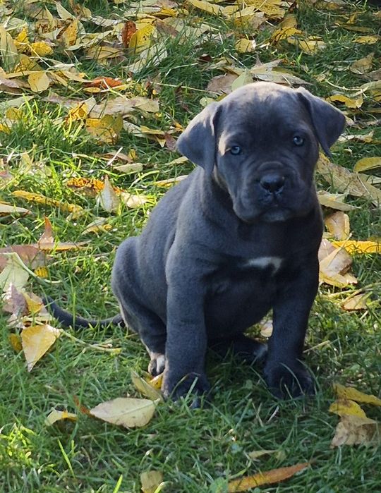 Niebieski szary siwy Cane Corso szczeniaczek mocni rodzice, rodowód