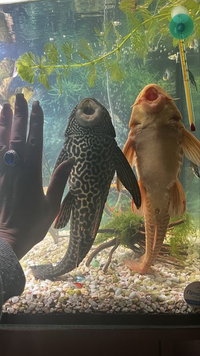 Великі анциструси– 32 см з хвостом, здорові