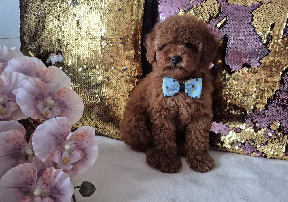 Super piekny pudel Toy. Red brown